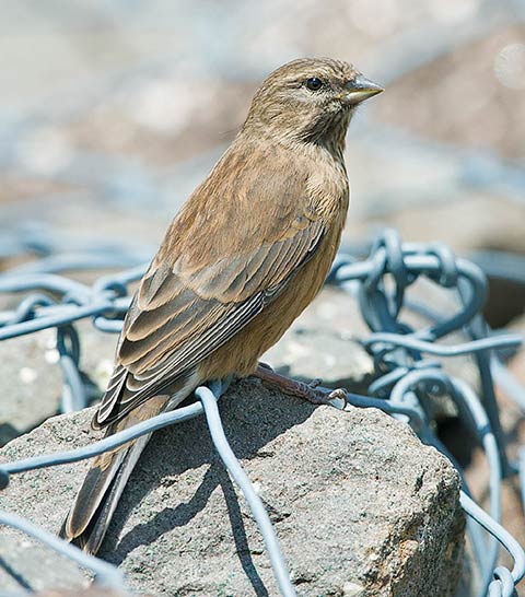 Drakensberg Siskin female